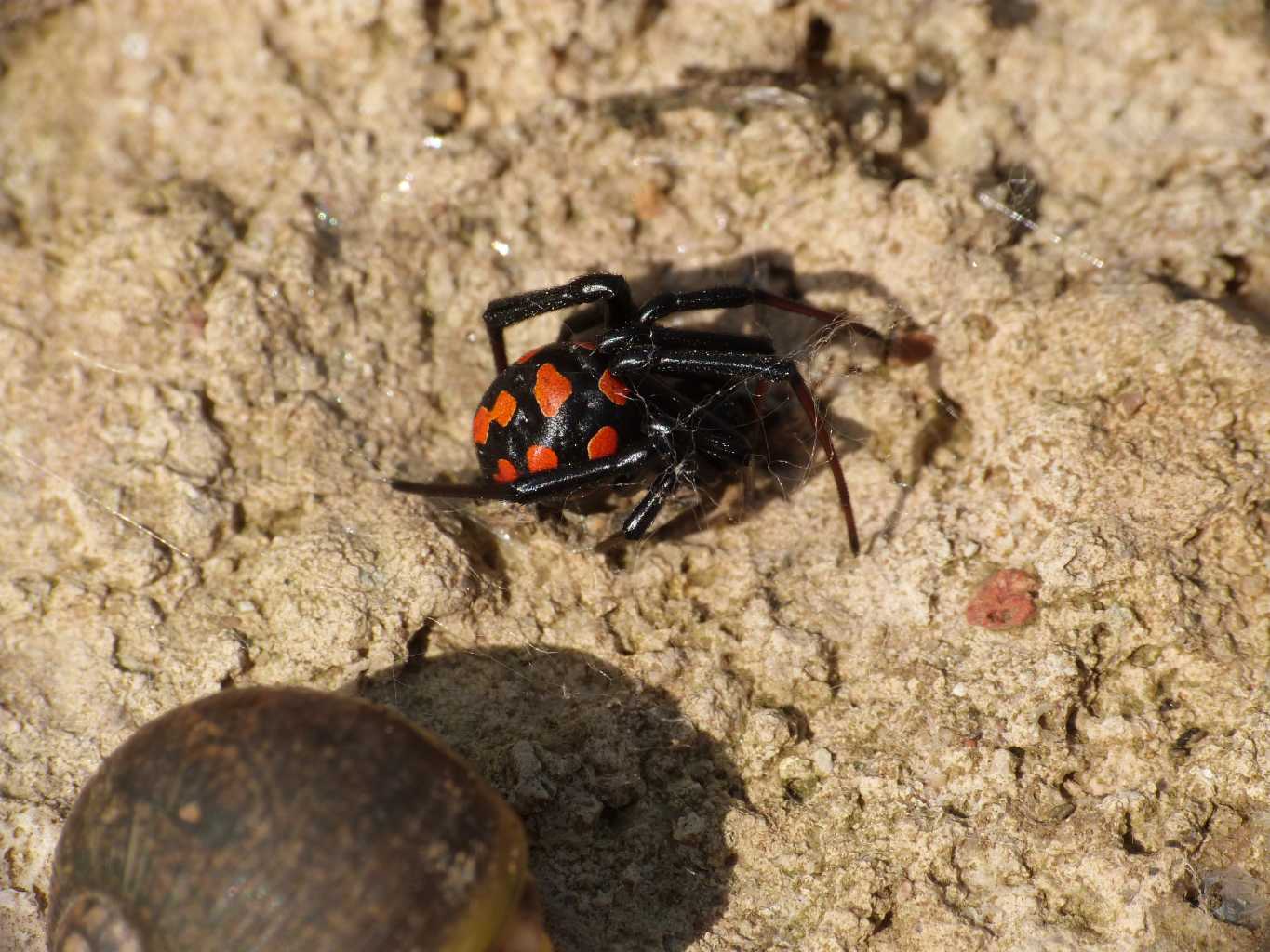 Latrodectus nel Lazio